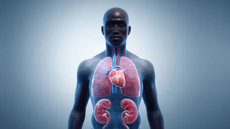 কিছু নির্দিষ্ট ডায়েটারি সাপ্লিমেন্টের অতিরিক্ত সেবন কিডনির ওপর চাপ সৃষ্টি করতে পারে। সংগৃহীত ছবি