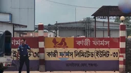 পঞ্চগড়ে কাজী ফার্মসে হামলা-ভাঙচুর, বন্ধ ফিড উৎপাদন