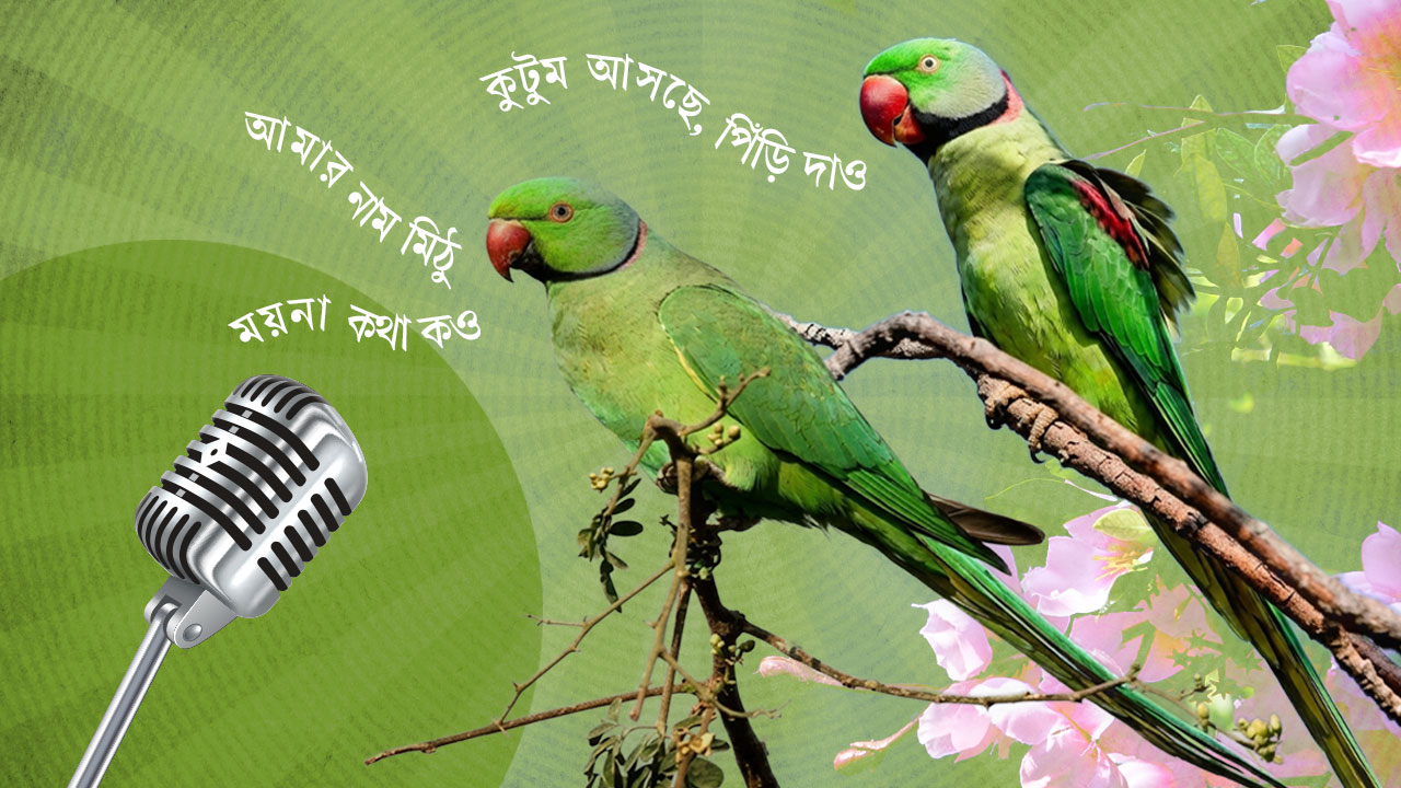  তোতাপাখি যেভাবে ভোকাল কর্ড ছাড়াই মানুষের মতো ‘কথা’ বলে। স্ট্রিম গ্রাফিক