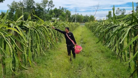 চা চাষের অনুপযোগী পতিত জমিতে ড্রাগন চাষ। সংগৃহীত ছবি