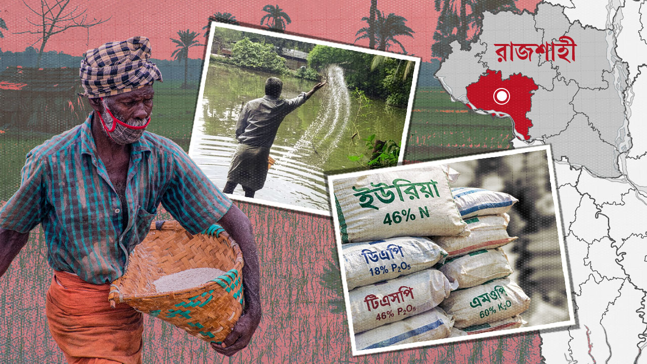 রাজশাহীতে ফসলের সারে ভাগ বসাচ্ছে পুকুর, কাটছে না সংকট