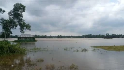 ব্রাহ্মণবাড়িয়ায় উজানের ঢলে ডুবল ২৫০ হেক্টর জমির আমন