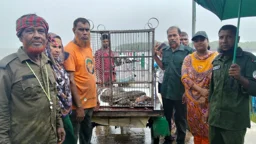 সুন্দরবন থেকে লোকালয়ে অজগর, উদ্ধার করে বনে অবমুক্ত