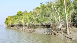 বুকে বাঘ-দস্যুর ভয়, মাথায় ঋণের পাহাড়