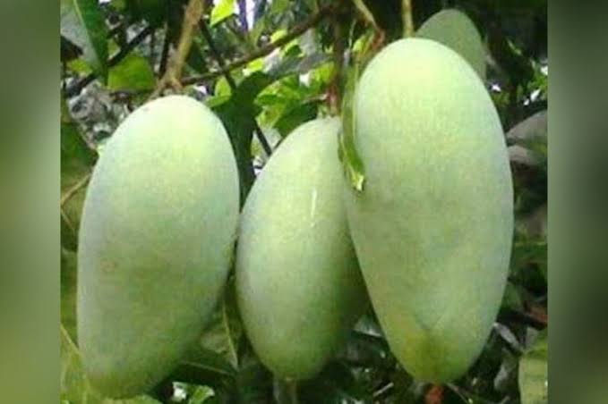 ফজলি আম। ছবি: ম্যাংগো ভাইয়া