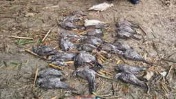 বিষ দিয়ে পাখি হত্যার ঘটনায় বন বিভাগের মামলা