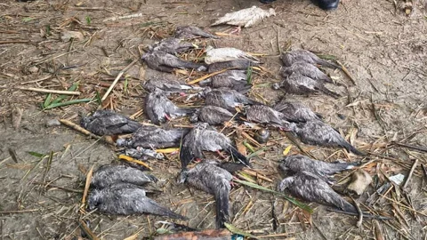 দামুড়হুদায় বিষ প্রয়োগ করে পাখি হত্যার অভিযোগে বাবা-ছেলের বিরুদ্ধে আদালতে মামলা করেছে বন বিভাগ। ছবি: সংগৃহীত