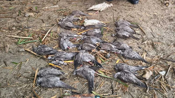 দামুড়হুদায় বিষ প্রয়োগ করে পাখি হত্যার অভিযোগে বাবা-ছেলের বিরুদ্ধে আদালতে মামলা করেছে বন বিভাগ। ছবি: সংগৃহীত