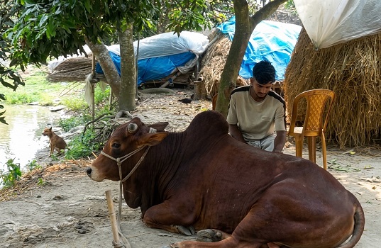 কোরবানির ঈদে ঢাকার হাটে অবিক্রিত গরু নিয়ে দুশ্চিন্তায় খামারি। পাবনার গয়েশপুর এলাকা থেকে সম্প্রতি তোলা ছবি।
