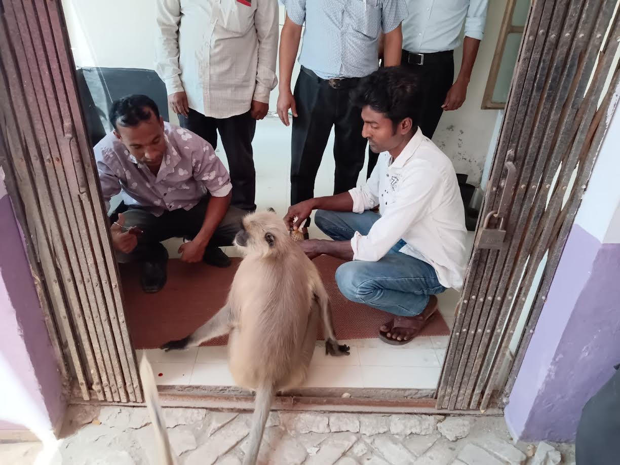 আহত হনুমানটিকে চিকিৎসা দেন চিকিৎসকরা। স্ট্রিম ছবি