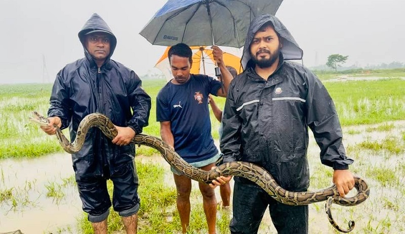 হাওর থেকে অজগর উদ্ধার, বন বিভাগে হস্তান্তর