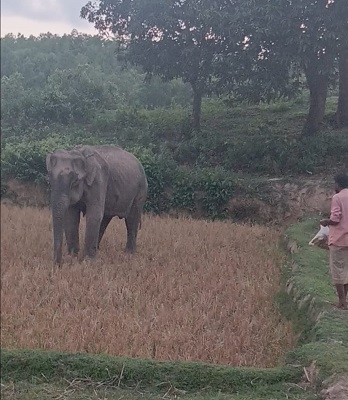 মারা যাওয়া হাতিটি। ছবি: সংগৃহীত