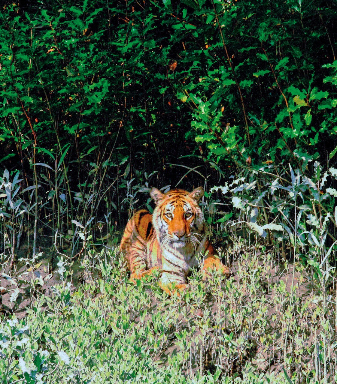 ২০২৪ সালের জরিপ অনুযায়ী সুন্দরবনে বাঘ পাওয়া গেছে ১২৫টি। ছবি: লেখক