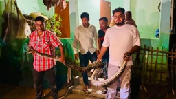 মৌলভীবাজারে বসতঘরে ১৬ ফুটের অজগর