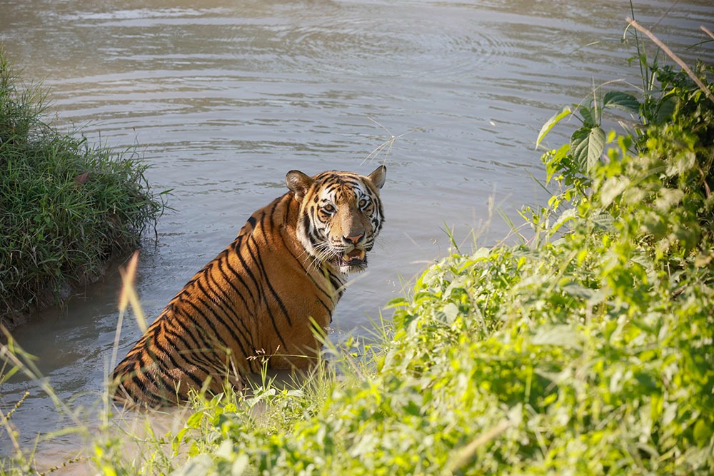 বিশ্ব বাঘ দিবস