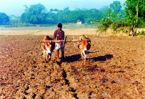 আমরা সবাইই মোটামুটি একই রকম ভাত-সালুন খাই। খাদ্যের এই মিল গড়ে উঠেছে হাজার বছর ধরে, বিশেষ করে সুলতানি আমলে কৃষি ও বাণিজ্য বিপ্লবের মধ্য দিয়ে। ছবি: বাংলাপিডিয়া