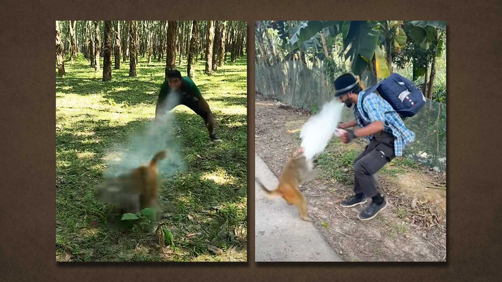 কৌশলে বানরকে কাছে ডেকে মুখে জমিয়ে রাখা ময়দা তার মুখে ছুড়ে করা হচ্ছে ভিডিও। ছবি: ভিডিও থেকে নেওয়া