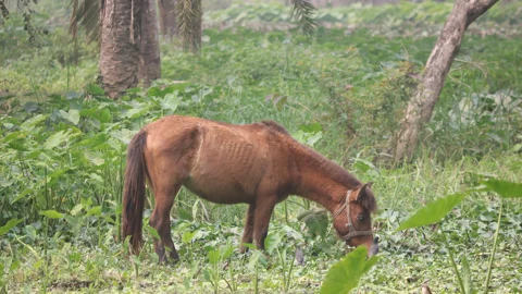 শ্রীপুরে জঙ্গলে ১২টি ঘোড়ার মাথা-হাড়, নিয়ে গেছে মাংস
