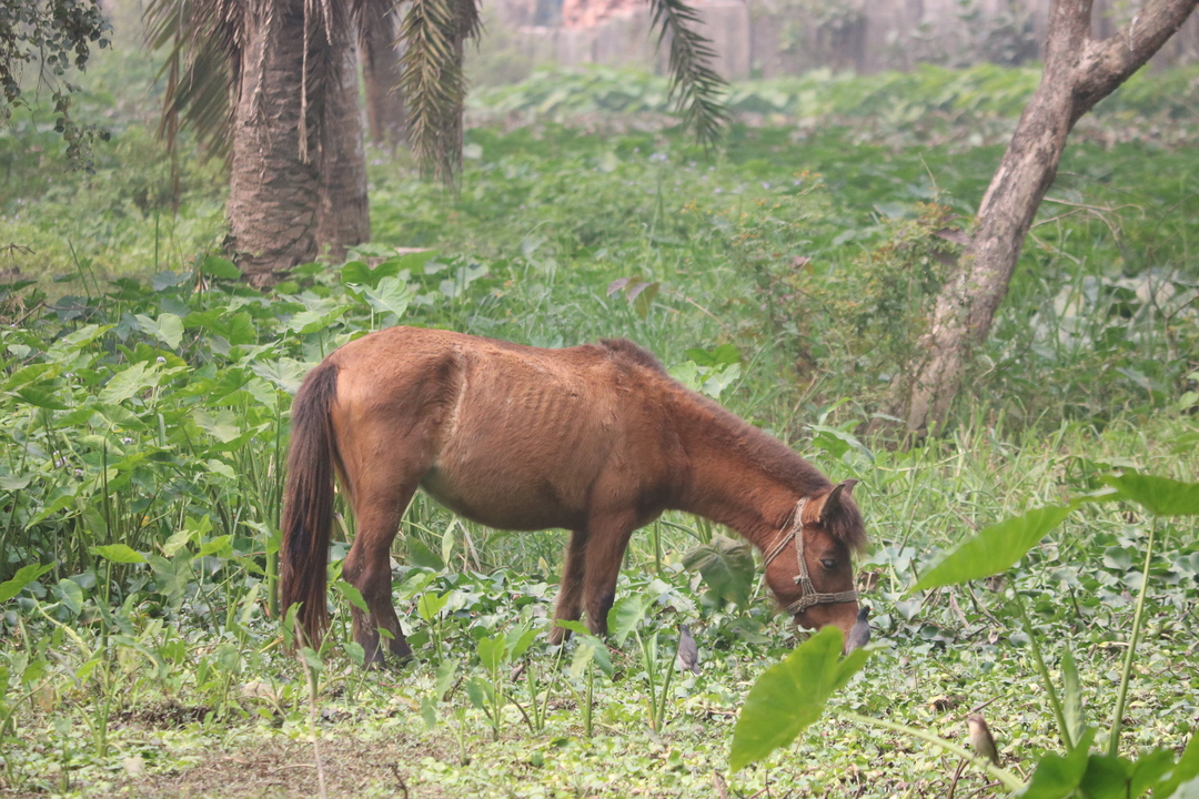 বাংলাদেশী ঘোড়া। সংগৃহীত ছবি 