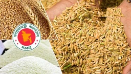 বোরো সংগ্রহ লক্ষ্যমাত্রার ১৬% বেশি, তবু কৃষকের প্রাপ্তি নিয়ে প্রশ্ন