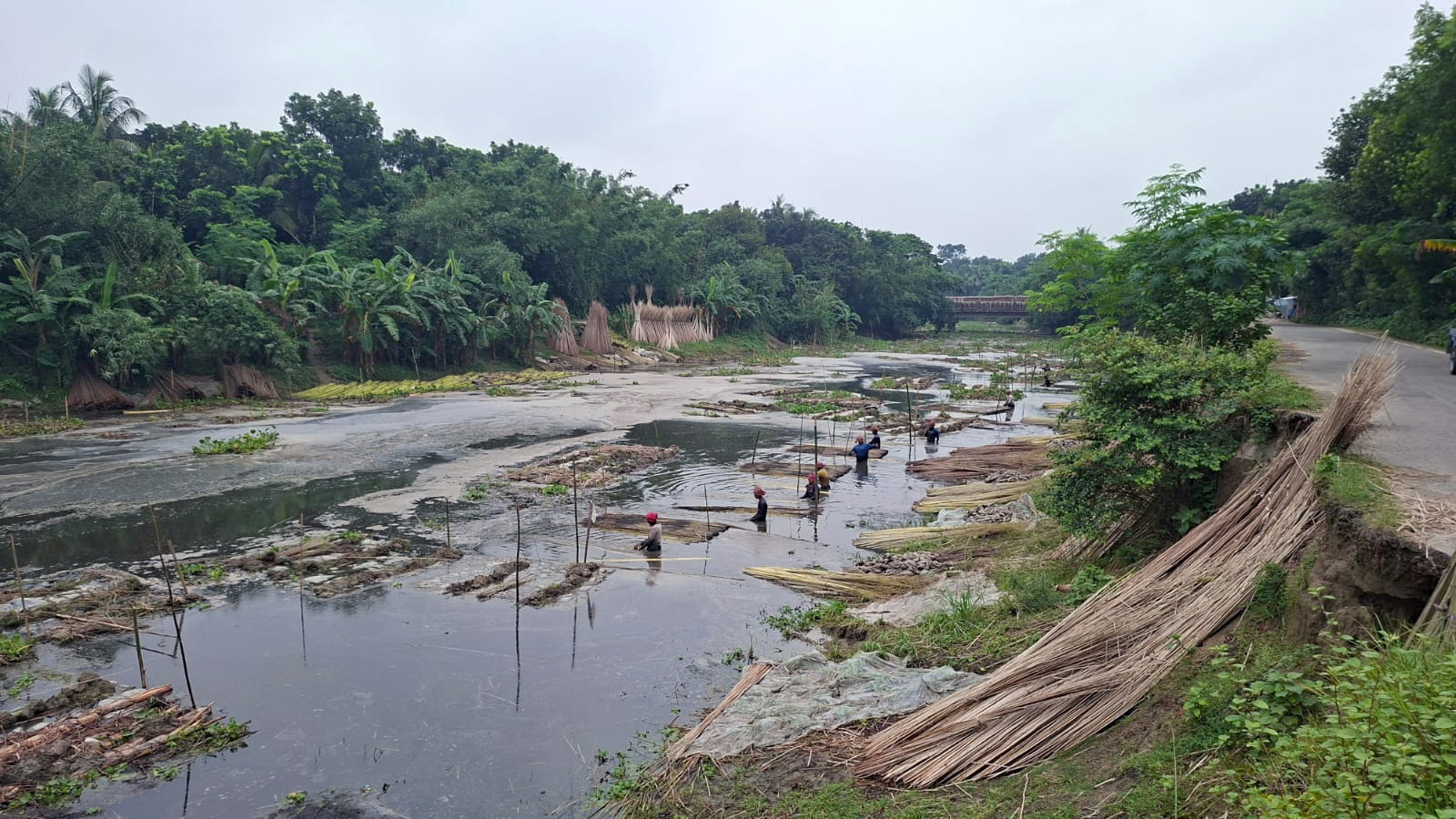 সোনালি আঁশে পাটচাষি বাঁচে