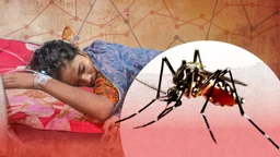 ডেঙ্গুতে আরও ২ জনের মৃত্যু
