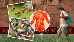 আগাছানাশক কি শুধু আগাছাই নাশ করছে? 
