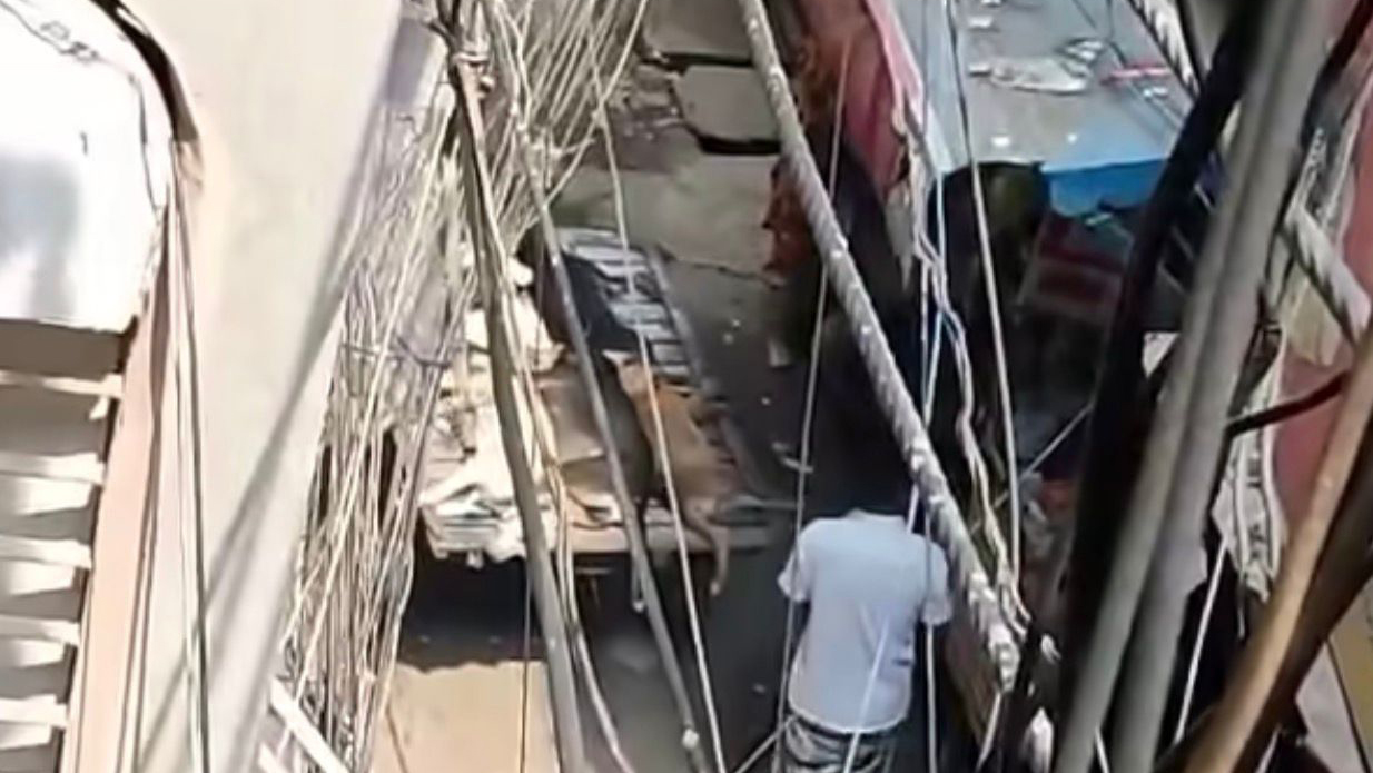 পুরোনো ঢাকার নাজিম উদ্দিন রোড থেকে গত ১৩ মে অন্তত পাঁচটি কুকুর ভ্যানে করে নিয়ে যাওয়া হয়। ছবি: সংগৃহীত