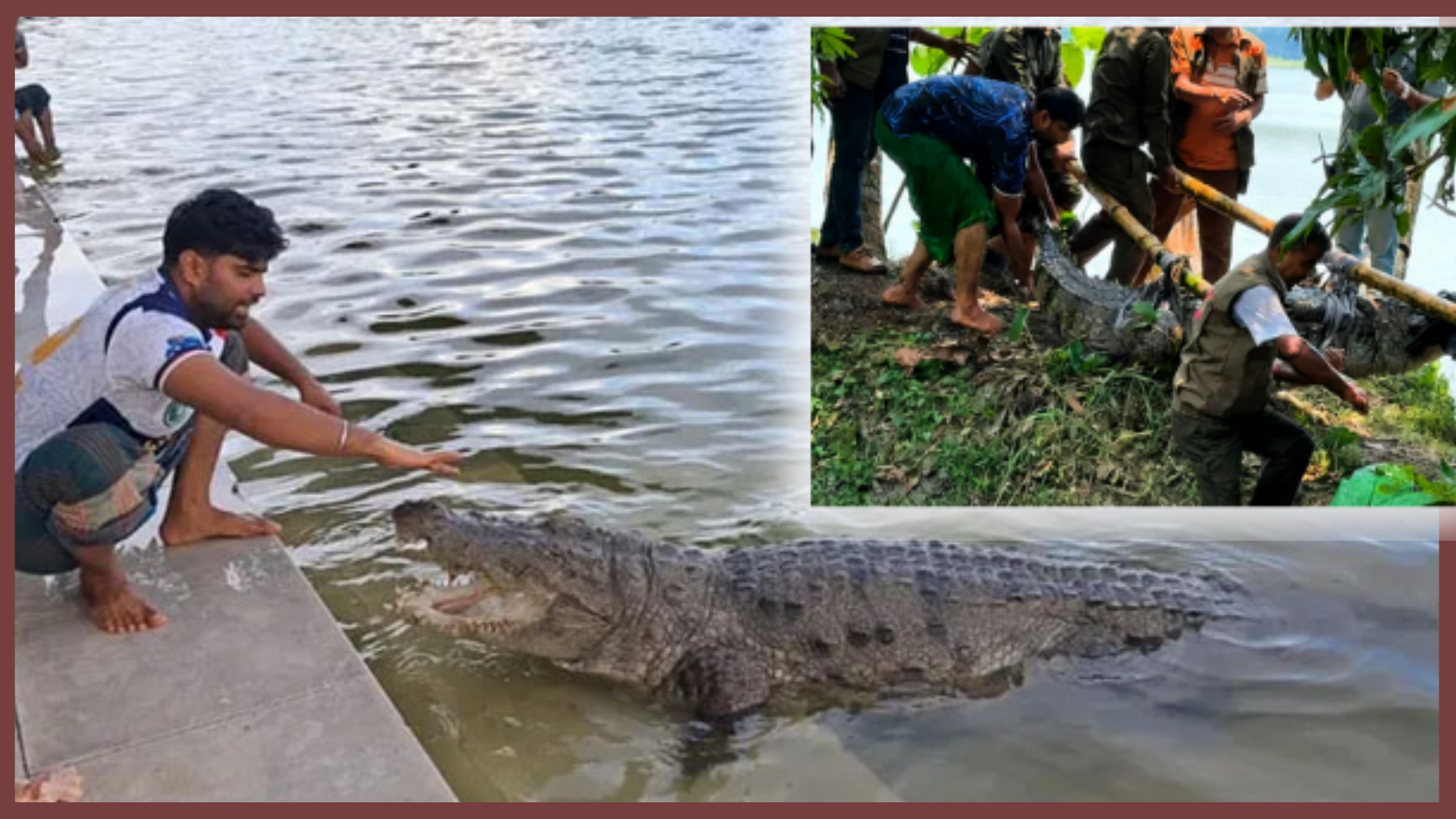 মাজারের কুমির এখন সুন্দরবনে, নতুন বিপদ ডেকে আনছে কী