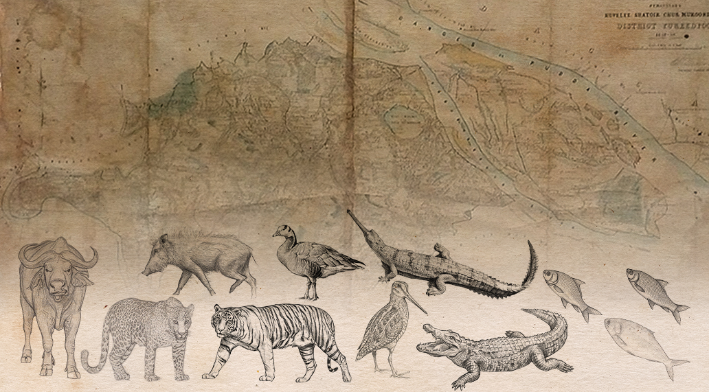 শত বছর আগে বৃহত্তর ফরিদপুর অঞ্চলের বন্যপ্রাণী ও মাছ