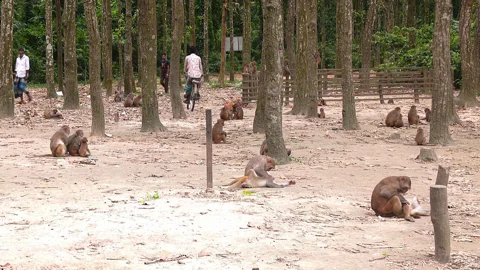 ফুলবাড়িয়ার সন্তোষপুরের বনে মানুষের চলাচলের মধ্যে বানরের ঘরকন্যা নজর কাড়ে। স্ট্রিম ছবি