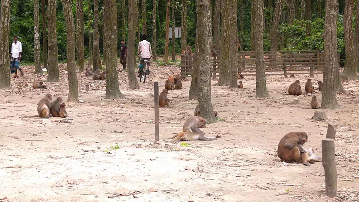 ফুলবাড়িয়ার সন্তোষপুরের বনে মানুষের চলাচলের মধ্যে বানরের ঘরকন্যা নজর কাড়ে। স্ট্রিম ছবি