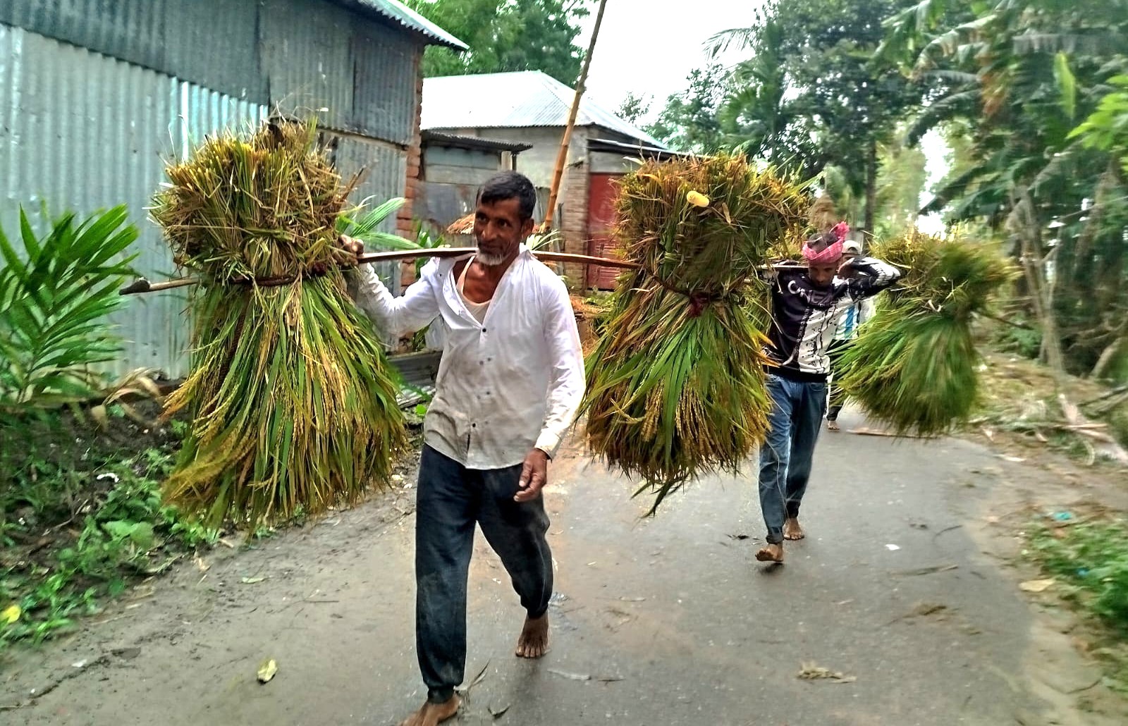 গাইবান্ধায় আরও বৃষ্টিপাতের আশঙ্কায় আধাপাকা ধান কেটে নিচ্ছেন চাষিরা। স্ট্রিম ছবি