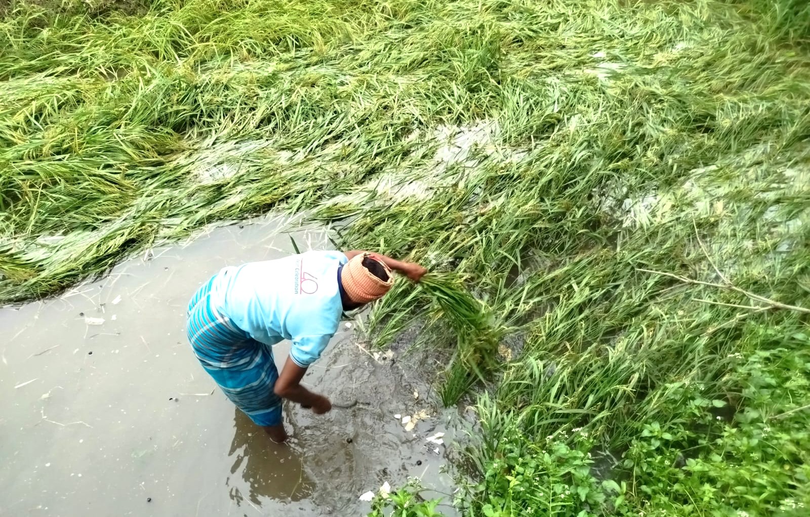 জমিতে পানি জমায় বোরোধান কাটছেন এক কৃষক। স্ট্রিম ছবি