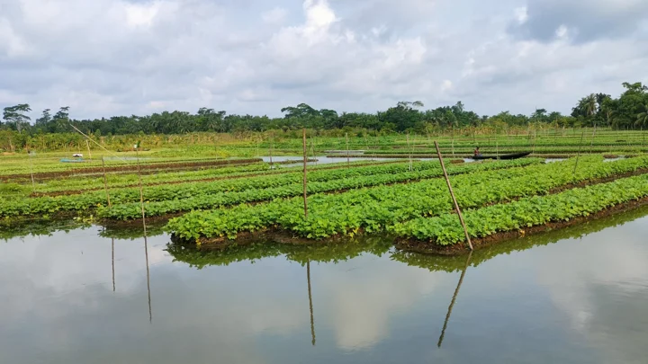 সারি সারি ভাসমান বেডে ফলছে কৃষকের কাঙ্ক্ষিত ফসল