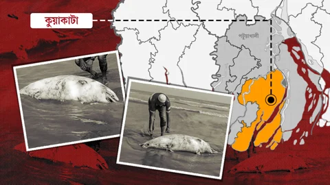 কুয়াকাটা সৈকত সংলগ্ন চর গঙ্গামতিতে প্রায় ছয় ফুট লম্বা একটি মৃত বটলনোজ ডলফিন উদ্ধার। স্ট্রিম গ্রাফিসক