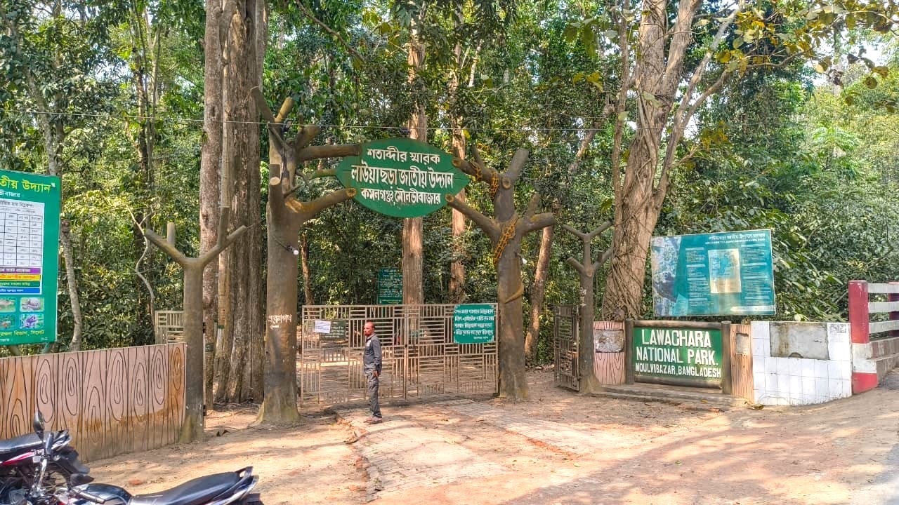 মৌলভীবাজারের জনপ্রিয় পর্যটনকেন্দ্র লাউয়াছড়া উদ্যান। স্ট্রিম ছবি