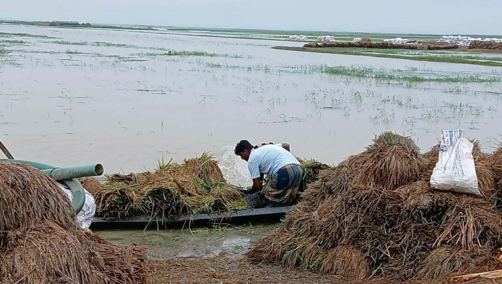 মৌলভীবাজারের হাওরে রোদের দেখা পেয়ে ধান রক্ষার চেষ্টা করছেন চাষি। স্ট্রিম ছবি