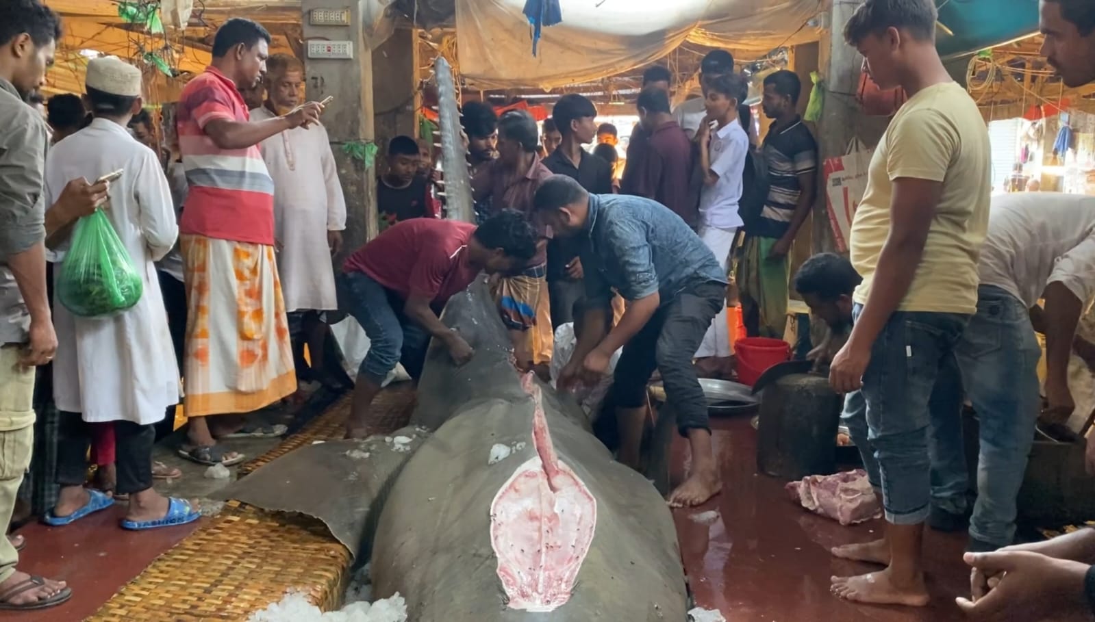 বঙ্গোপসাগরে ধরা করাত হাঙ্গরটি বিক্রি হয় মঠবাড়িয়া পৌর আড়তে। স্ট্রিম ছবি