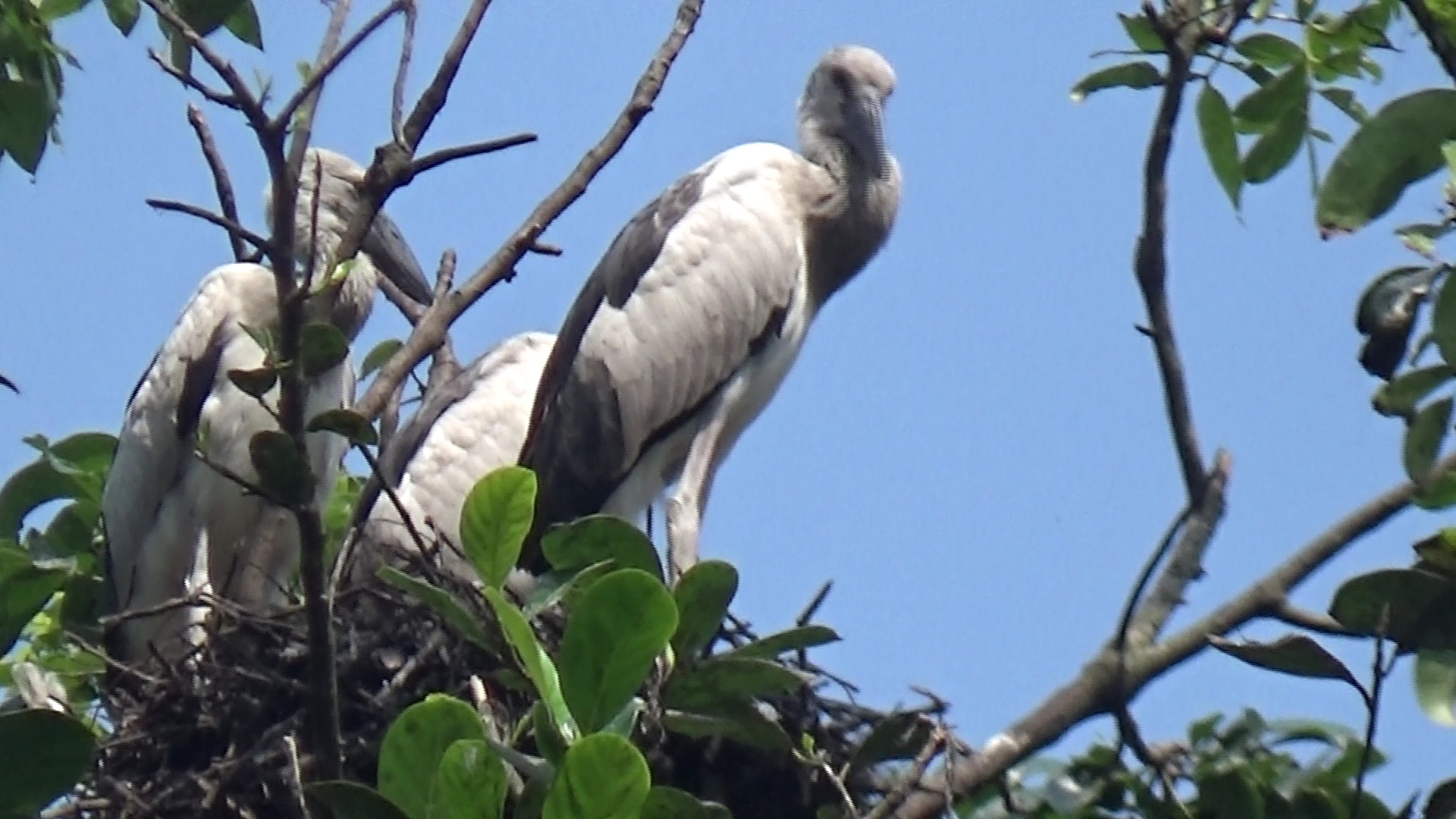 বিলুপ্তপ্রায় এই পাখিগুলোকে গ্রামবাসী আগলে রেখেছেন পরম মমতায়। স্ট্রিম ছবি