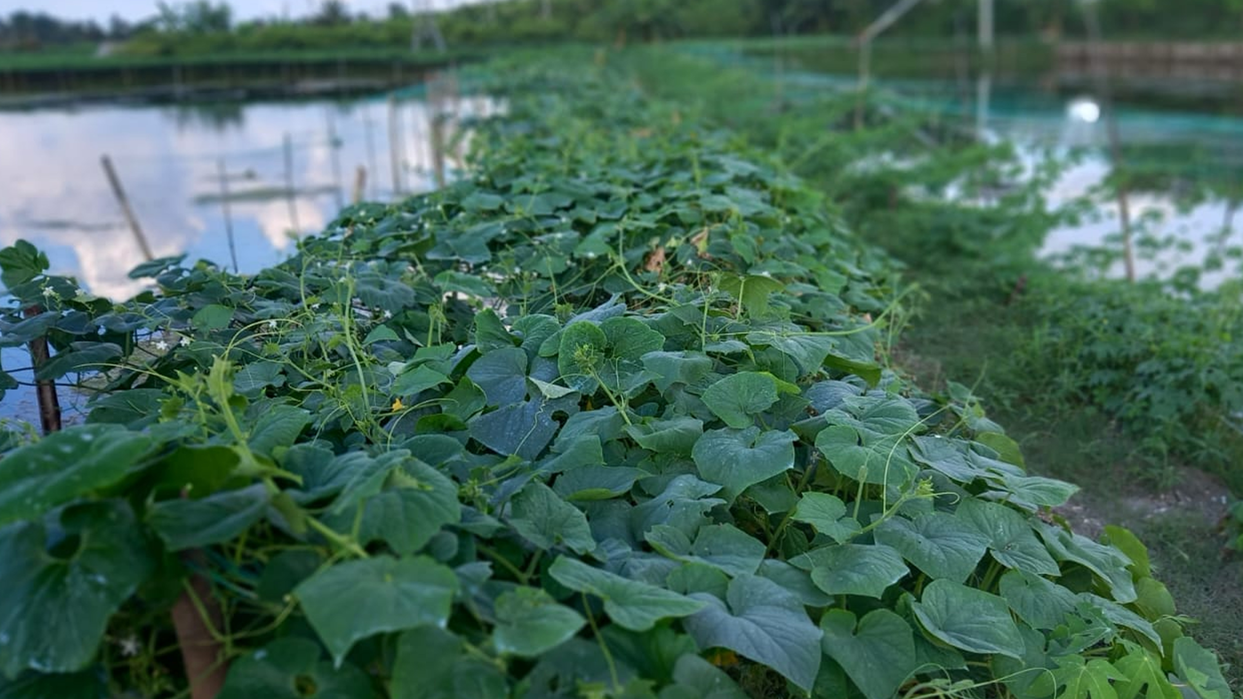 Sathkhira-2