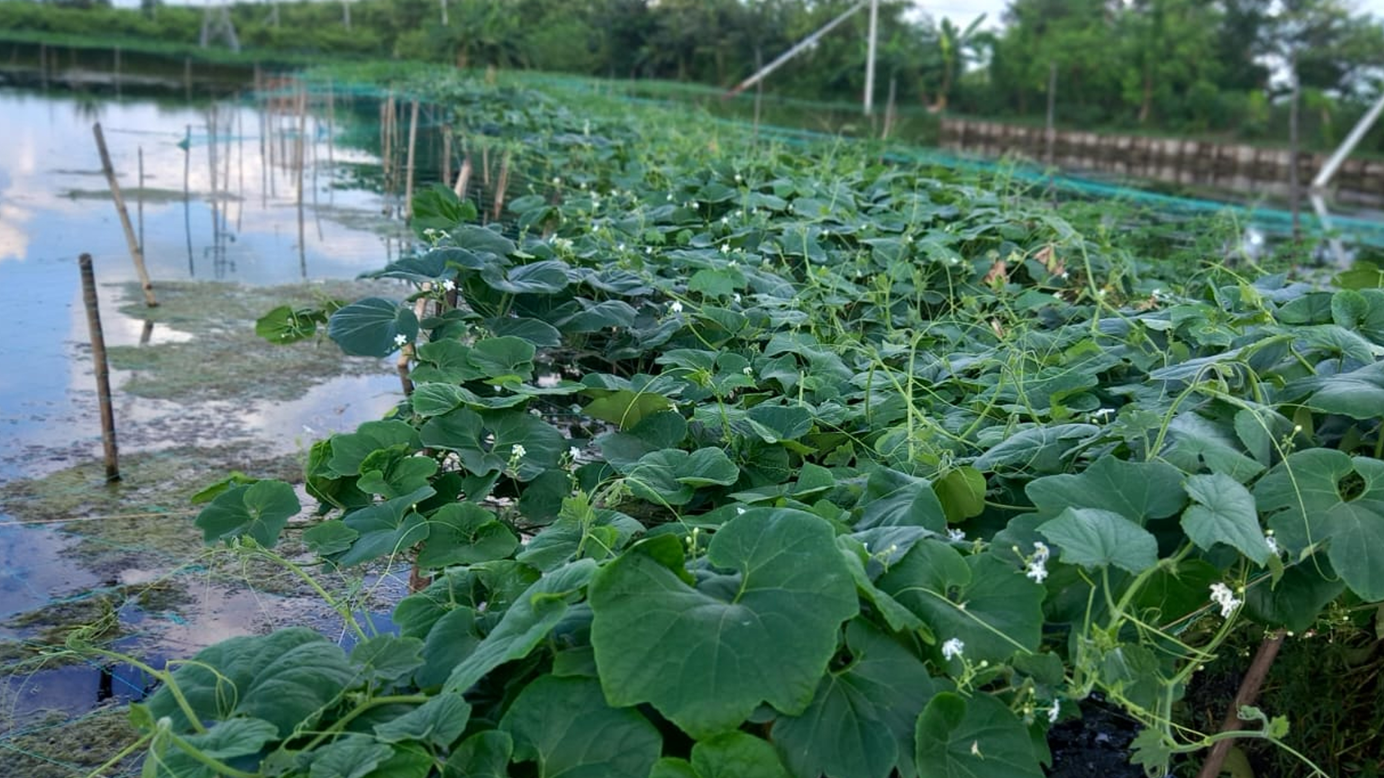 Sathkhira-3