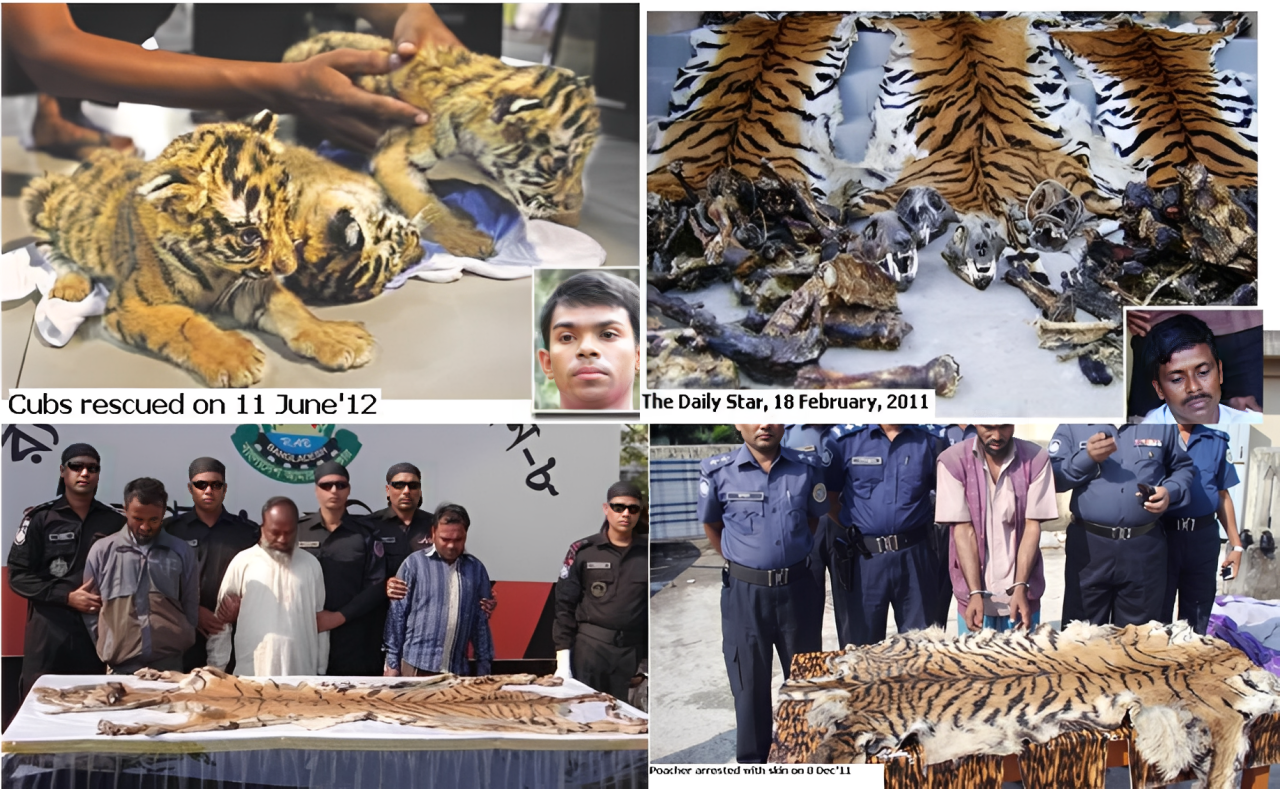 বিভিন্ন সময় বাঘের চামড়া, হাড়, খুলিসহ শরীরের অঙ্গপ্রত্যঙ্গ পাচারের সময় ধরা বন বিভাগের হাতে ধরা পড়েছে শিকারিরা। সংগৃহীত ছবি