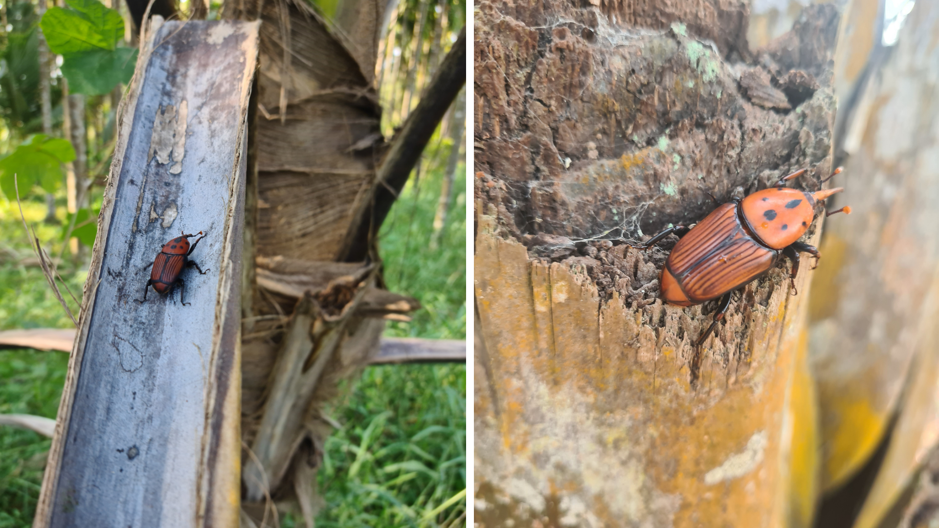 নারকেল হিসপাইন বিটল