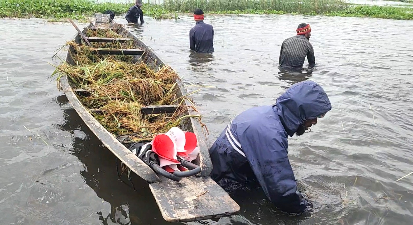 সুনামগঞ্জের হাওরে ডুবে যাওয়া ধান কেটে নৌকায় তুলছেন চাষিরা। স্ট্রিম ছবি