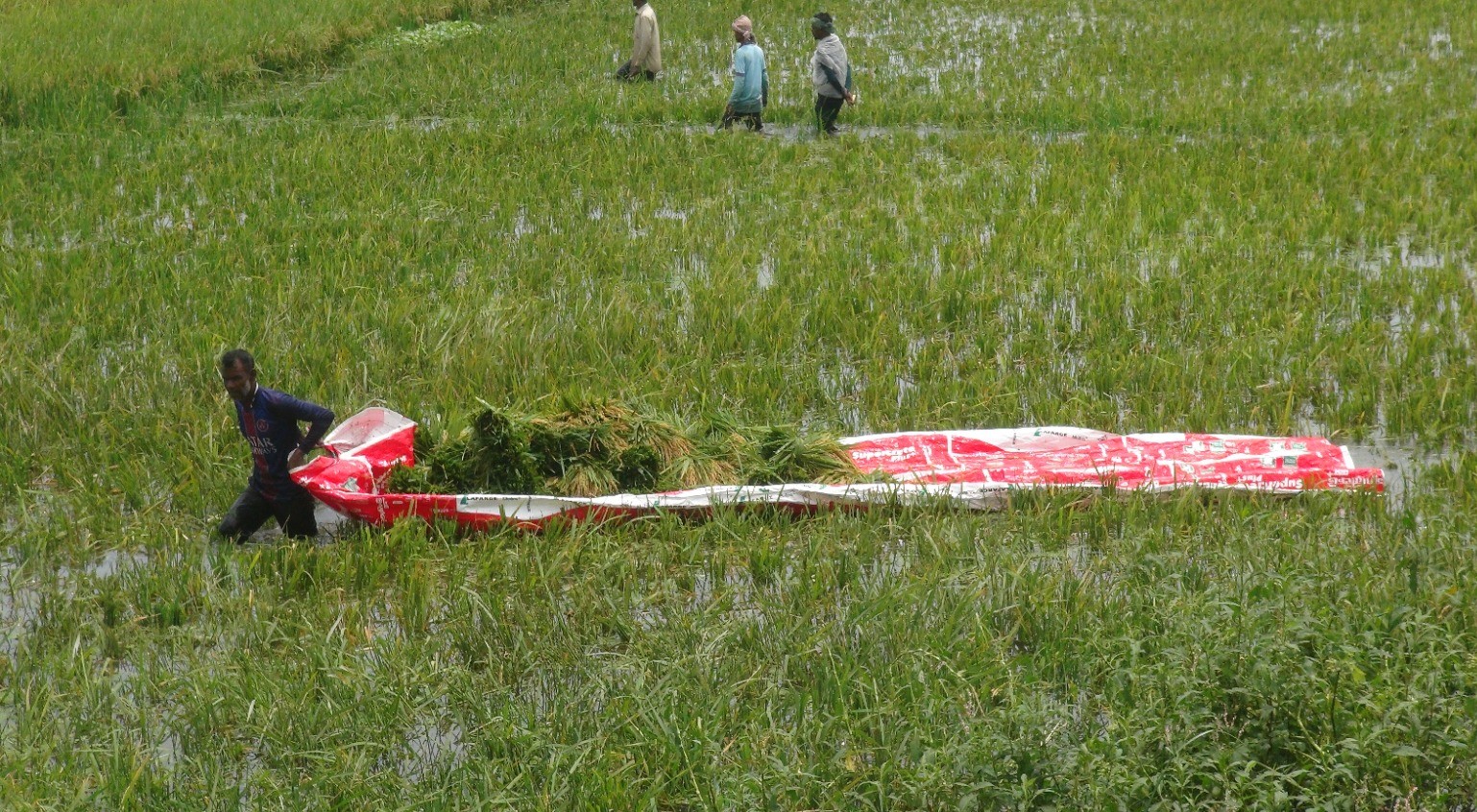 সুনামগঞ্জের হাওরে ডুবে যাওয়া ধান কেটে নৌকায় তুলছেন চাষিরা। স্ট্রিম ছবি