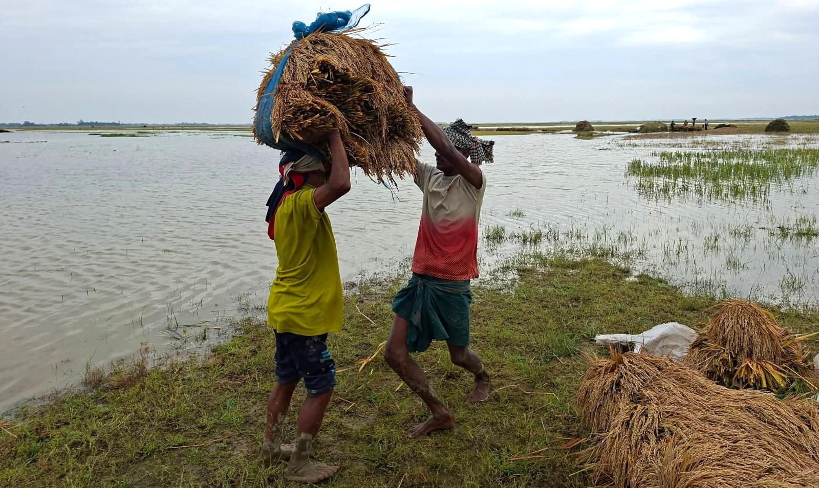 সুনামগঞ্জে হাওর থেকে ধান সংগৃহ করছেন দুজন কৃষক। স্ট্রিম ছবি
