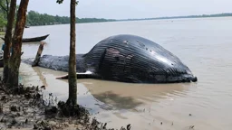তালতলীর উপকূলে ভেসে এল ৩২ ফুট মৃত বেলিন তিমি