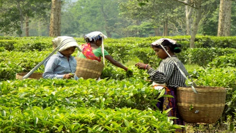 শ্রীমঙ্গলের চা বাগান। ছবি: সংগৃহীত