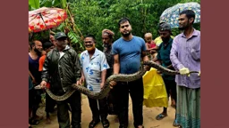 শ্রীমঙ্গলে বাড়ির আঙিনায় ১৮ ফুট অজগর, লাউয়াছড়ায় অবমুক্ত